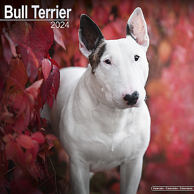 English Bull Terrier Calendar 2024 (Square)
